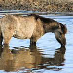 Wildpferd Dülmen Foto A.Lehmann