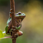 Laubfrosch Foto M.Wasserschaff