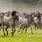 Wildpferdeherde Foto A.Winkelhaus