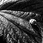 Brennnessel-Blatt