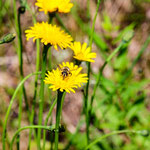 Bild 26