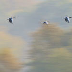 Bild 17