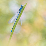 Bild 29