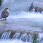 Wasseramsel  Foto: O.Niepagenkemper