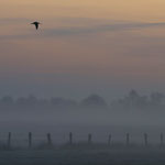 Brachvogel Foto O.Niepagenkemper