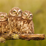 Steinkauztrio Foto W.Rusch