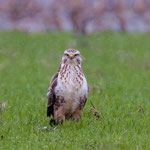 Mäusebussard  Foto Josef Fleige