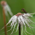 Bild 27