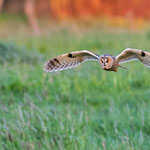 Waldohreule  Foto W.Weigelt