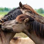 Wildpferde Foto T.Griebel