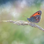 kleines Wiesenvögelchen Foto M.Milfeit