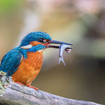Eisvogel  Foto W.Weigelt