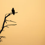 Seeadler Foto F. Niesing