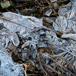 Raureif  Foto: W.Weigelt