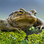 Erdkröte (Bufo bufo) - Foto: Josef Fleige