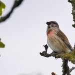 Bluthänfling Foto H. Kösters