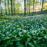Bärlauchwald Foto M.Wasserschaff