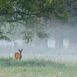 Ricke frühmorgens Foto W.Weigelt