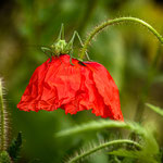 Heupferd auf Mohn Foto R.Fortmeier