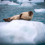 Tendre rencontre sur le Jökulsárlón