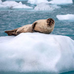 Parc Jökulsarlon
