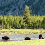 Bison Herde beim Überqueren des Madison River