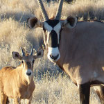 Oryx Familie