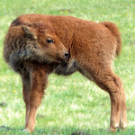 Baby Bison im Yellowstone National Park