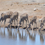 Oryx Antilopen in Reih und Glied