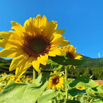 大月町は秋がオススメ。遅咲きのヒマワリが見頃になります。