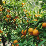 大月町にあるミカン狩り施設も秋が最盛期。