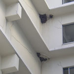 藤沢市北口駿河銀行ビルにあったヒメアマツバメの巣（2004年頃）
