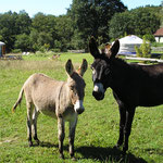 activities with donkeys during your yurt holidays