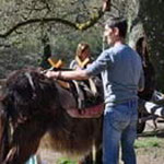 donkey trekking auvergne