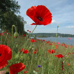 family stay in auvergne