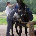 donkey trekking