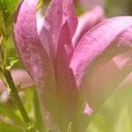 rental with Limousin garden