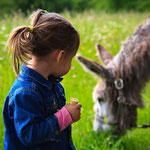activities with the donkeys