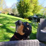 chien