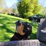 farm with animals vacation