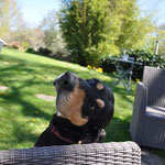Ilton, le chien de la ferme