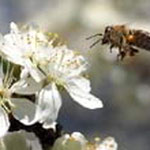 Limousin nature farm