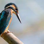 séjour nature à vassivière