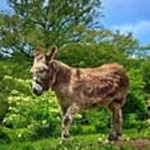 donkey