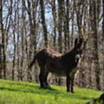 rent a donkey to hike