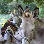 hike with a donkey