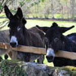 Limousin donkey hike