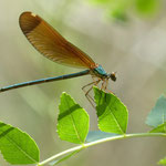 escapade nature