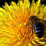 jardin à la ferme des ânes : les abeilles