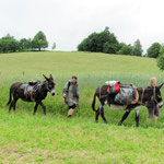 randonnée avec un ane limousin